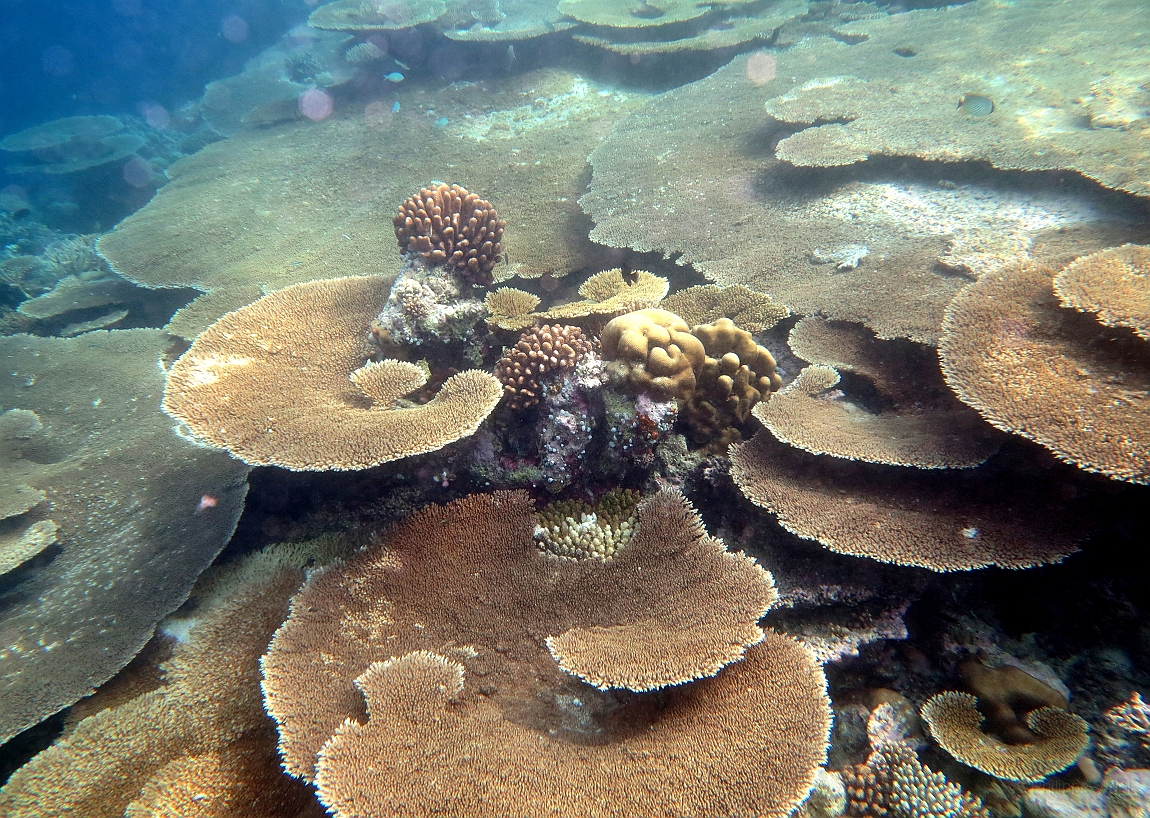 IMG_0399rf_Maldives_Madoogali_House reef_Corail dur.jpg
